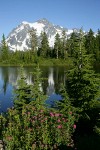 Subalpine Spiraea at edge of Highwood Lake w/ Mt. Shuksan bkgnd