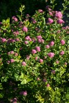 Subalpine Spiraea