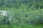 Sitka Willows at edge of Picture Lake