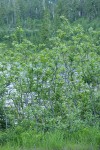 Sitka Willows at edge of Picture Lake