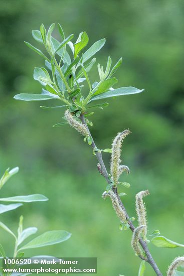 Salix sitchensis