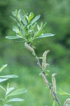 Sitka Willow twig w/ male aments