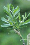 Sitka Willow foliage w/ male aments