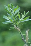 Sitka Willow foliage w/ male aments