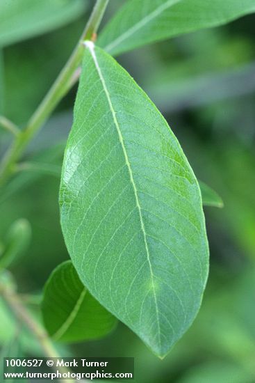 Salix sitchensis