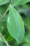 Sitka Willow leaf detail