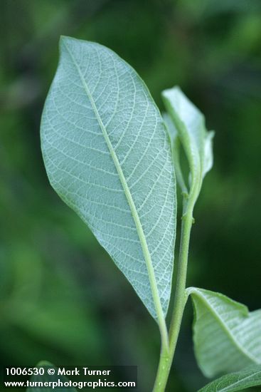 Salix sitchensis