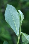 Sitka Willow leaf underside detail