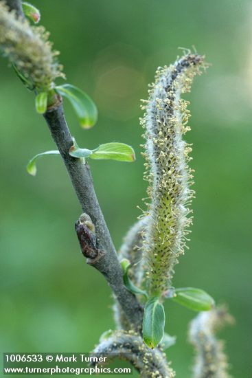 Salix sitchensis