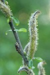 Sitka Willow male ament detail