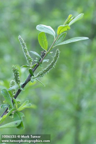 Salix sitchensis