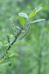 Sitka Willow foliage w/ female aments