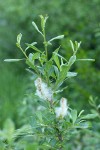 Sitka Willow foliage w/ female aments & seed fluff