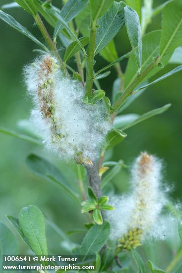 Salix sitchensis