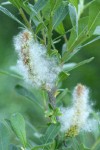 Sitka Willow female aments & seed fluff detail