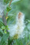 Sitka Willow female ament & seed fluff detail