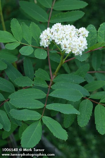 Sorbus sitchensis