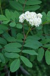 Sitka Mountain-ash blossoms & foliage