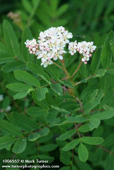 Sorbus sitchensis