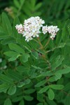 Sitka Mountain-ash blossoms & foliage