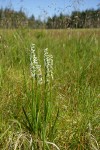 White Bog Orchids among grasses
