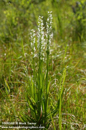 Platanthera dilatata