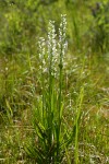 White Bog Orchids