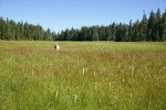 White Bog Orchids among grasses & Narrow-leaved cottongrass w/ Vikki Jackson