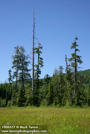 Tsuga mertensiana; Chamaecyparis nootkatensis