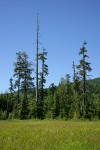 Mountain Hemlocks & Alaska Yellow Cedar at edge of Narrow-leaved Cottongrass & Sedge meadow