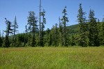 Mountain Hemlocks & Alaska Yellow Cedar at edge of Narrow-leaved Cottongrass & Sedge meadow