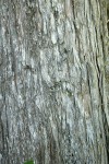 Alaska Yellow Cedar bark