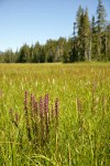 Elephant's Head Lousewort among grasses & Narrow-leaved cottongrass