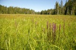 Elephant's Head Lousewort among grasses & Narrow-leaved cottongrass