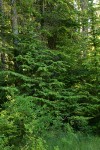 Mountain Hemlock