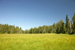 Mountain Hemlocks & Alaksa Yellow Cedars ring Sedge & Narrow-leaved Cottongrass meadow [pan 6 of 16]