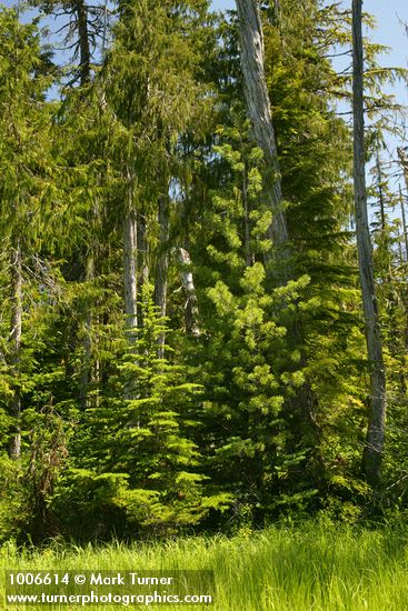 Tsuga mertensiana; Abies lasiocarpa; Pinus monticola; Picea Chamaecyparis nootkatensis