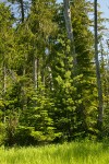 Mountain Hemlock, Subalpine Fir, Western White Pine w/ Alaska Yellow Cedar trunk