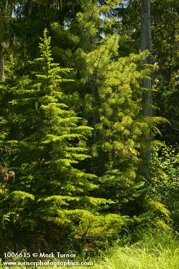 Abies lasiocarpa; Pinus monticola