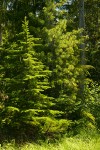 Subalpine Fir w/ Western White Pine