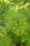 Western White Pine foliage detail