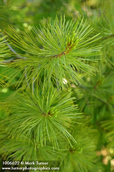 Pinus monticola