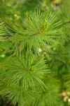 Western White Pine foliage detail
