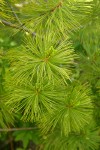 Western White Pine foliage detail