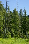 Alaksa Yellow Cedars at edge of wet meadow