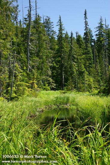 Carex aquatilis var. divies; Chamaecyparis nootkatensis