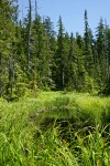 Sitka Sedge at edge of pond w/ Alaksa Yellow Cedars bkgnd