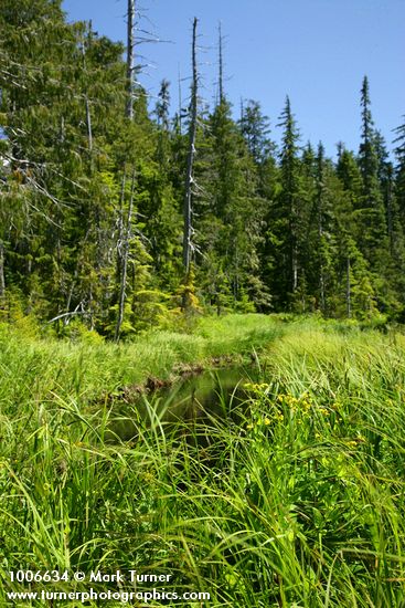 Carex aquatilis var. divies; Chamaecyparis nootkatensis