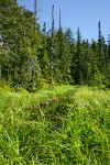 Sitka Sedge at edge of pond w/ Alaksa Yellow Cedars bkgnd