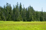 Mountain Hemlocks & Alaksa Yellow Cedars ring Sedge & Narrow-leaved Cottongrass meadow